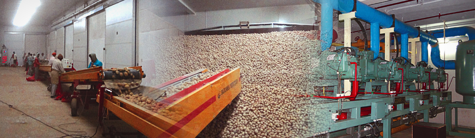 MAS Potato Processing machines cold storage unit UAE